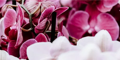 Orchideen – eine vielfältige Pflanzenfamilie