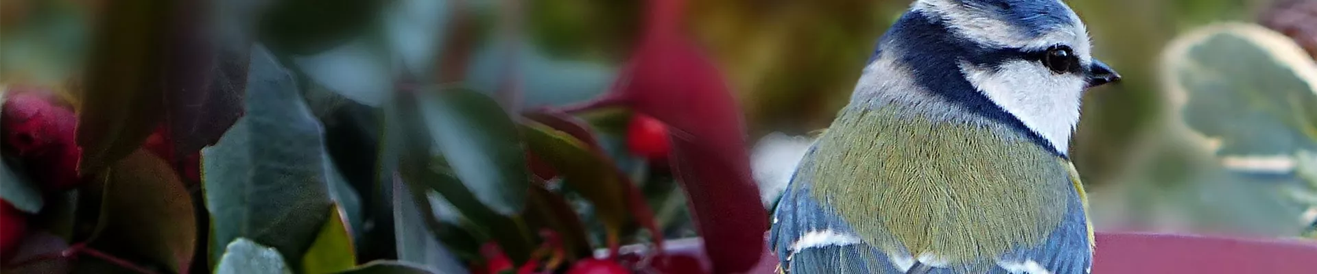 meise-am-futternapf.jpg meise-am-futternapf.jpg