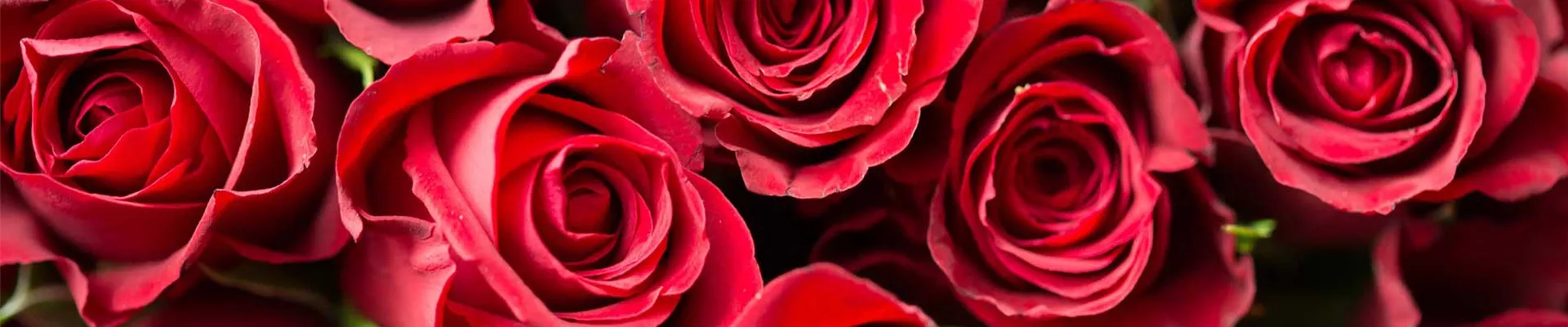 rote-rosen-weingaertner-gartencenter-blog-gruene-liebe.jpg rote-rosen-weingaertner-gartencenter-blog-gruene-liebe.jpg
