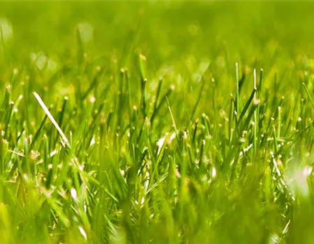 Rasenpflege im Frühjahr: Mähen, Düngen, Vertikutieren Rasenpflege im Frühjahr: Mähen, Düngen, Vertikutieren