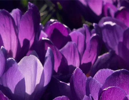 Blumenzwiebeln für Frühjahr und Sommer – Unsere Top 10