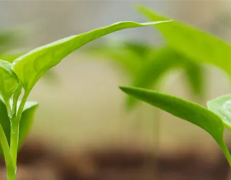 Kräuterkunde – das Wissen um Botanik und Heilung 