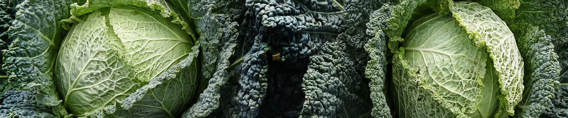 kohl-gemuese-aus-dem-eigenen-garten-weingaertner-gartencenter.jpg kohl-gemuese-aus-dem-eigenen-garten-weingaertner-gartencenter.jpg