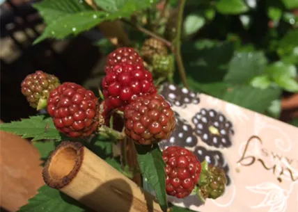 brombeeren-baumschule-weingaertner-gartencenter.jpg brombeeren-baumschule-weingaertner-gartencenter.jpg