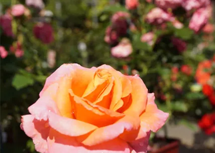 rose-baumschule-weingaertner-gartencenter.jpg rose-baumschule-weingaertner-gartencenter.jpg