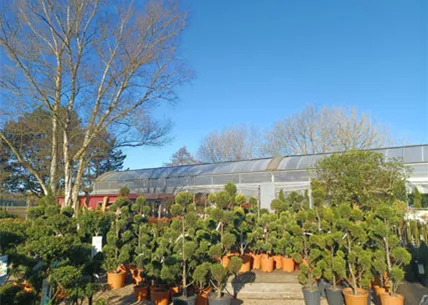 aussenbereich-5-baumschule-weingaertner-gartencenter.jpg aussenbereich-5-baumschule-weingaertner-gartencenter.jpg