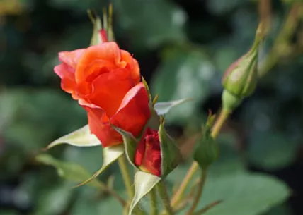 rose-2-baumschule-weingaertner-gartencenter.jpg rose-2-baumschule-weingaertner-gartencenter.jpg