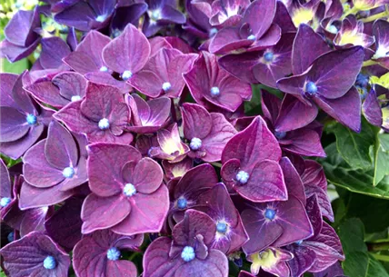 hortensien-deep-purple-baumschule-weingaertner-gartencenter.jpg hortensien-deep-purple-baumschule-weingaertner-gartencenter.jpg