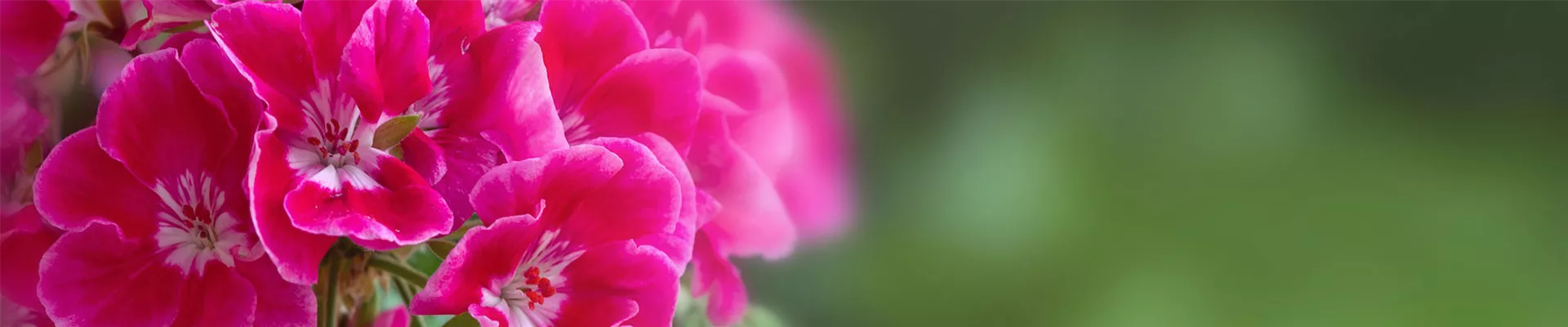 geranie-beet-header-balkon-pflanzen-weingaertner-gartencenter.jpg geranie-beet-header-balkon-pflanzen-weingaertner-gartencenter.jpg