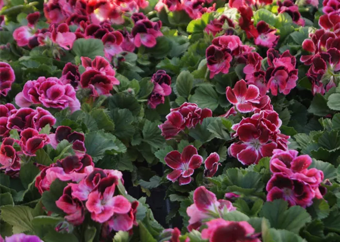 geranie-2-beet-balkon-pflanzen-weingaertner-gartencenter.jpg geranie-2-beet-balkon-pflanzen-weingaertner-gartencenter.jpg