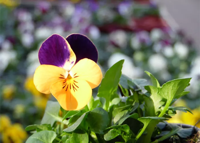 viola-cornuta-beet-balkon-pflanzen-weingaertner-gartencenter.jpg viola-cornuta-beet-balkon-pflanzen-weingaertner-gartencenter.jpg