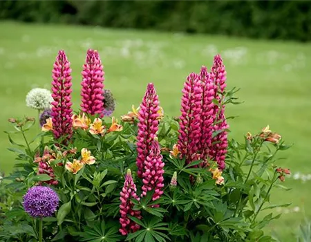 Weingärtners Gartenkalender – Was ist im Sommer im Garten zu tun? Weingärtners Gartenkalender – Was ist im Sommer im Garten zu tun?