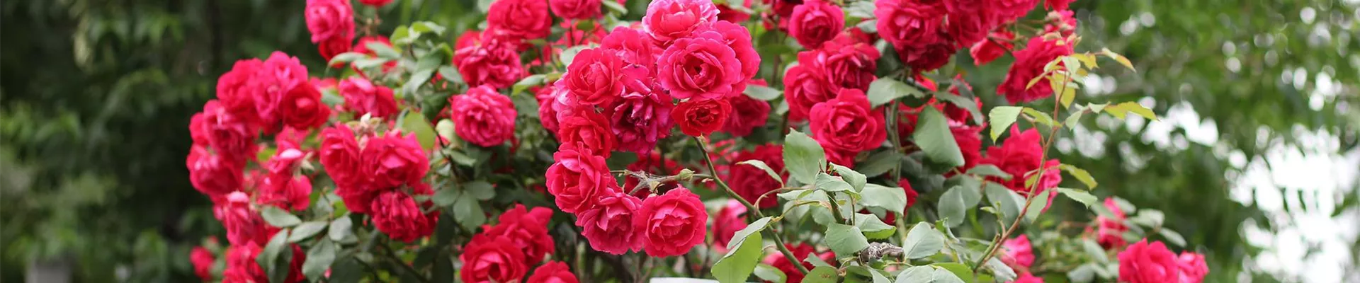 roses-gc2132d039_1920.jpg roses-gc2132d039_1920.jpg