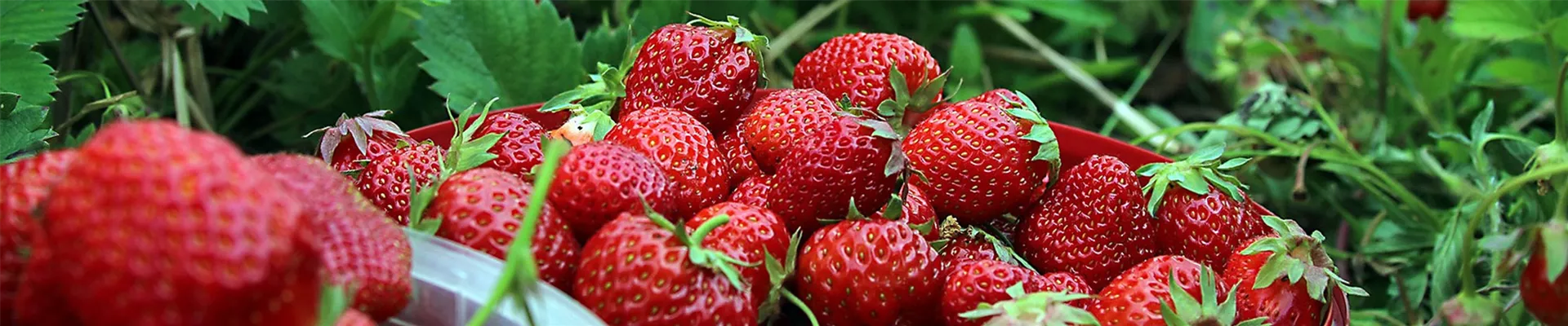 erdbeerzeit-header.png erdbeerzeit-header.png