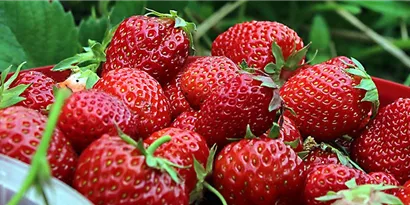 Erdbeerzeit: tolle Rezepte & mehr zur leckersten heimischen Frucht