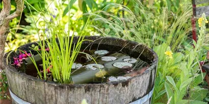 Wasser im Garten: Tipps für den erfolgreichen Miniteich