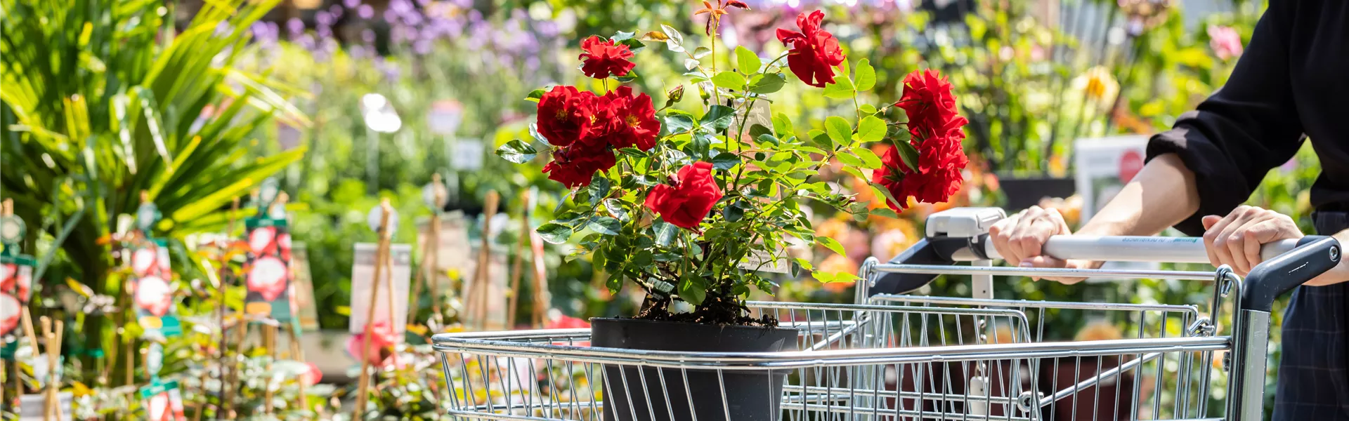 GS666257.jpg GS666257.jpg