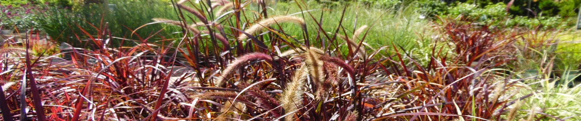 WEIN_Header_Ziergräser_Blog.png WEIN_Header_Ziergräser_Blog.png