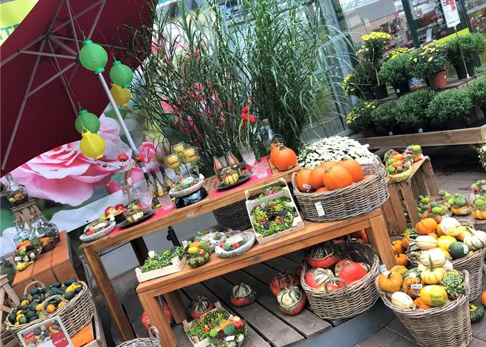 IMG_0806.JPEG IMG_0806.JPEG