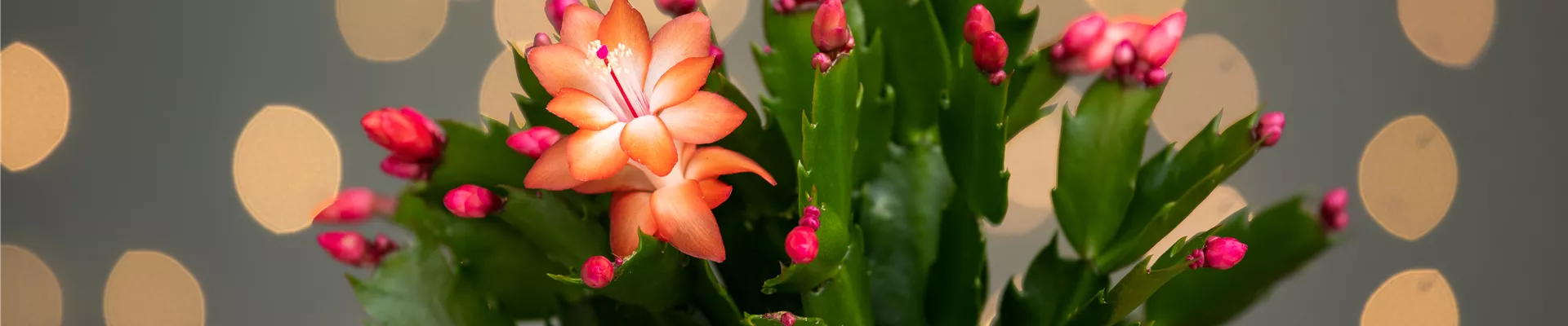 GS696851.jpg GS696851.jpg