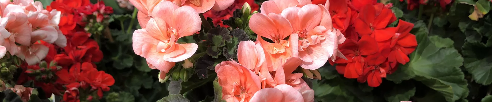 WEIN Geranium IMG_0256.JPEG WEIN Geranium IMG_0256.JPEG