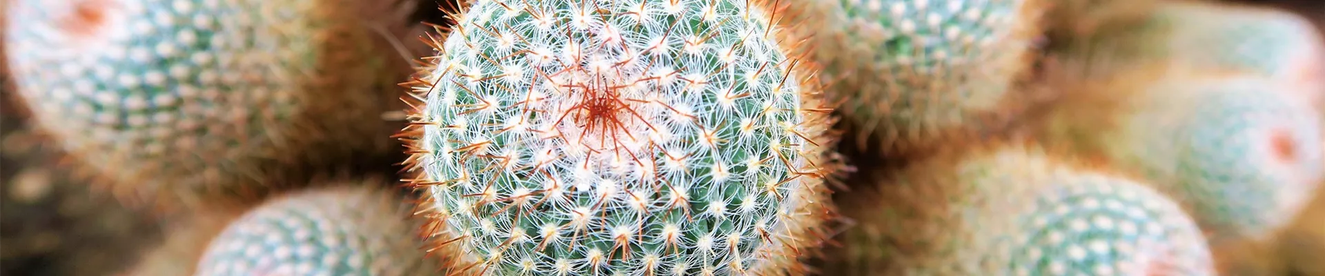 cactus-gd360036e8_1920.jpg cactus-gd360036e8_1920.jpg