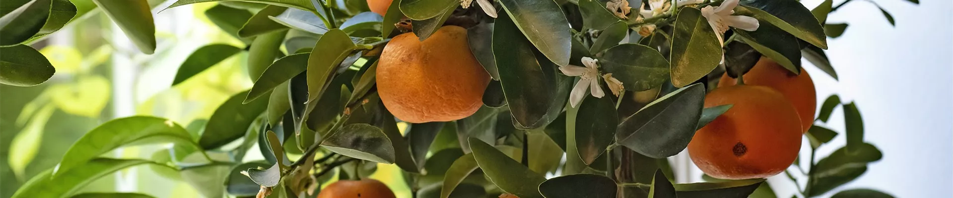 mandarins-gd1304c1e1_1920.jpg mandarins-gd1304c1e1_1920.jpg