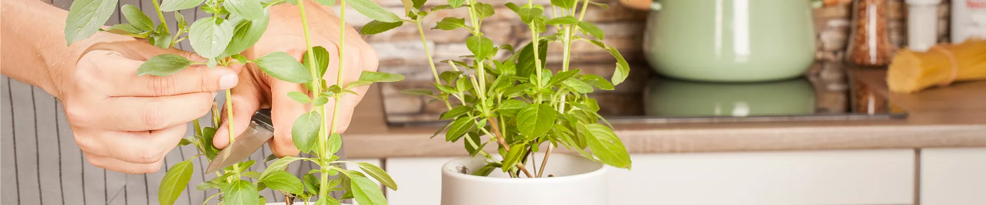 GS528522.jpg GS528522.jpg