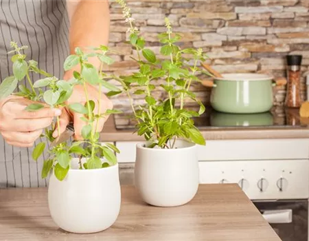 Frischekick - die besten Rezepte rund um Kräuter und Geschmack!