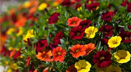 Calibrachoa