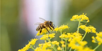 Weingärtners Bienenfibel