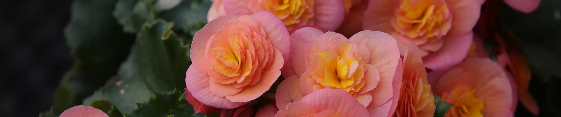begonia-5191628_1920.jpg