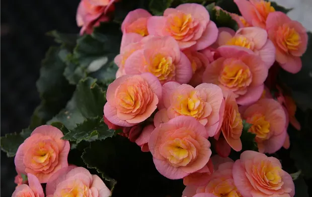 begonia-5191628_1920.jpg begonia-5191628_1920.jpg