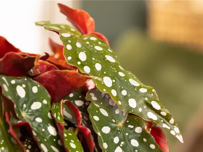 Begonia maculata