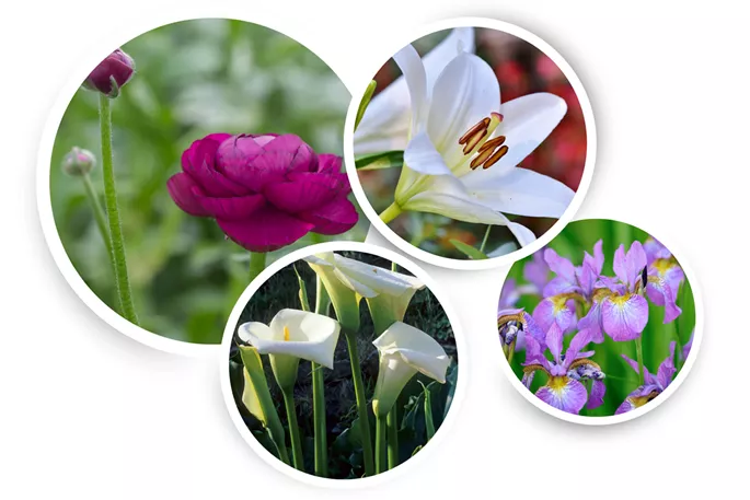 vorlage kreis bilder magazin (12).png