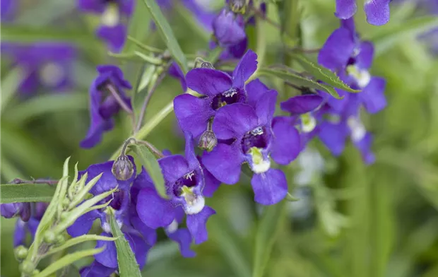 Angelonia Angelonia
