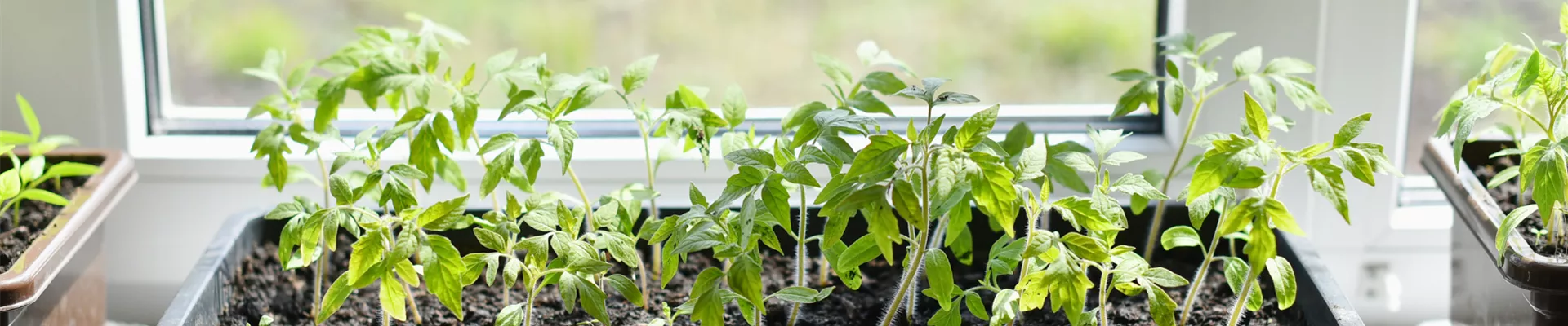 landingpage_header_blog gaertnernohne garten indoor 11920x650.png