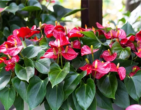 Anthurien - Exotische Schönheiten für Ihr Zuhause Anthurien - Exotische Schönheiten für Ihr Zuhause