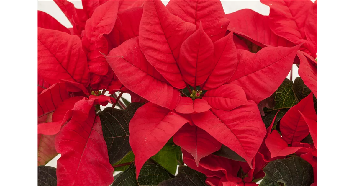 Der Weihnachtsstern  Herkunft, Eigenschaften und Tipps zur Pflege -  Weingrtner