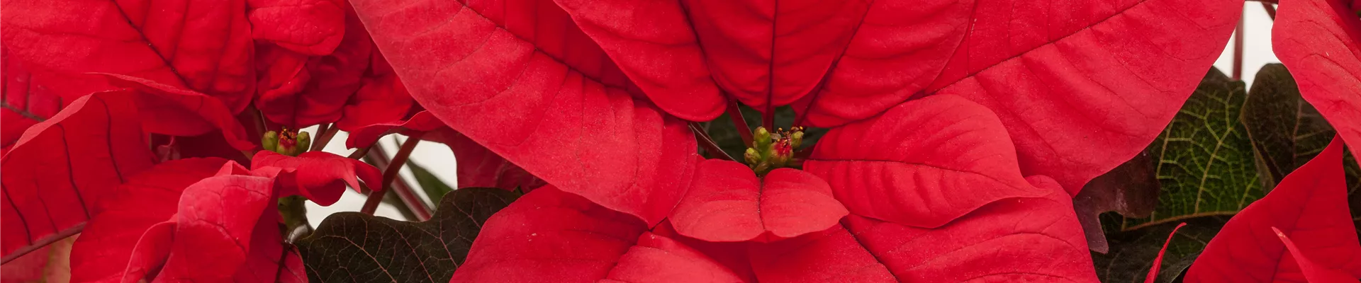 GS524609.jpg GS524609.jpg