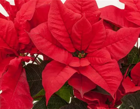 Der Weihnachtsstern – Herkunft, Eigenschaften und Tipps zur Pflege 