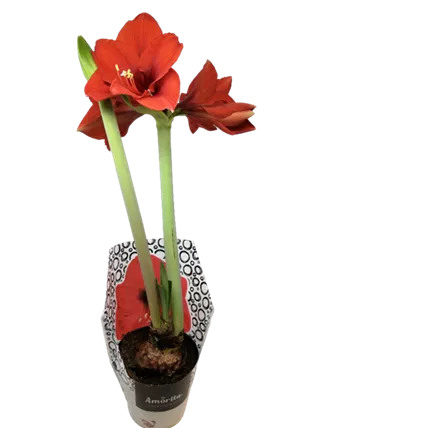 Amaryllis_Wochenwerbung_800x800.png Amaryllis_Wochenwerbung_800x800.png