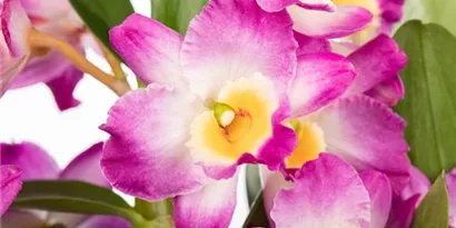 Richtige Pflege für Dendrobium: Die Besondere unter den Exoten