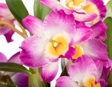 Richtige Pflege für Dendrobium: Die Besondere unter den Exoten