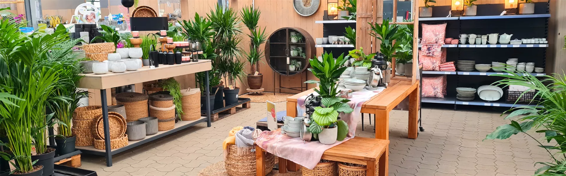 2024 Header WebSeite Zimmerpflanze 1920x600.png 2024 Header WebSeite Zimmerpflanze 1920x600.png