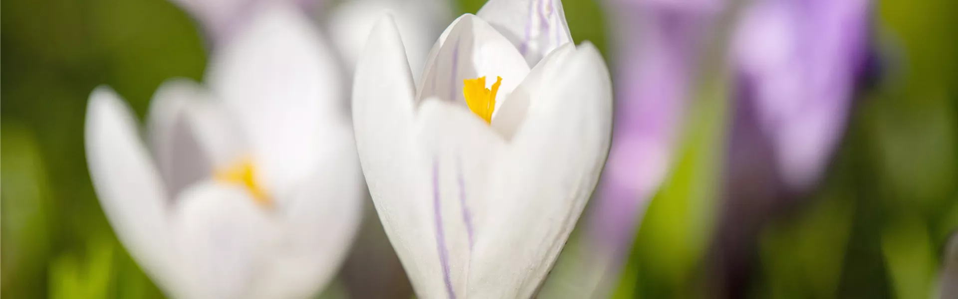 GS653242.jpg GS653242.jpg