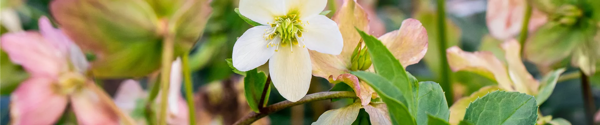 GS710759.jpg GS710759.jpg