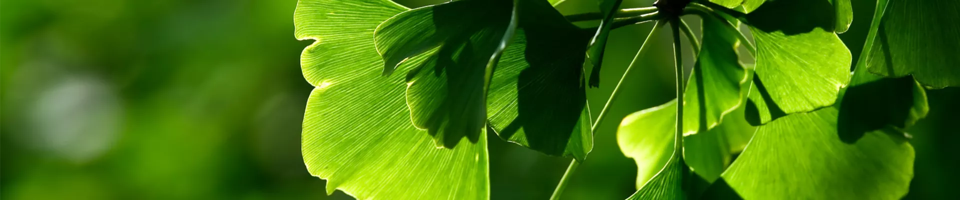 2025 Header WebSeite 1920x600 (Gingko).png 2025 Header WebSeite 1920x600 (Gingko).png