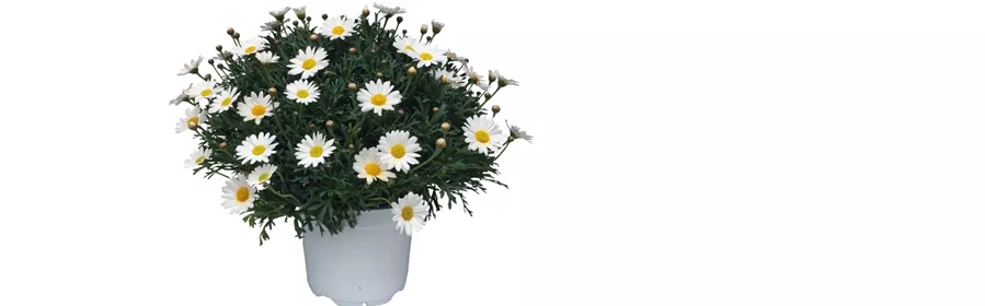 April I Margerite.png