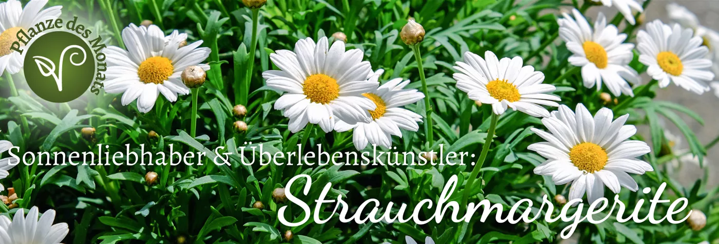 2025 Header WebSeite PDM Strauchmargerite (1920 x 650 px).png